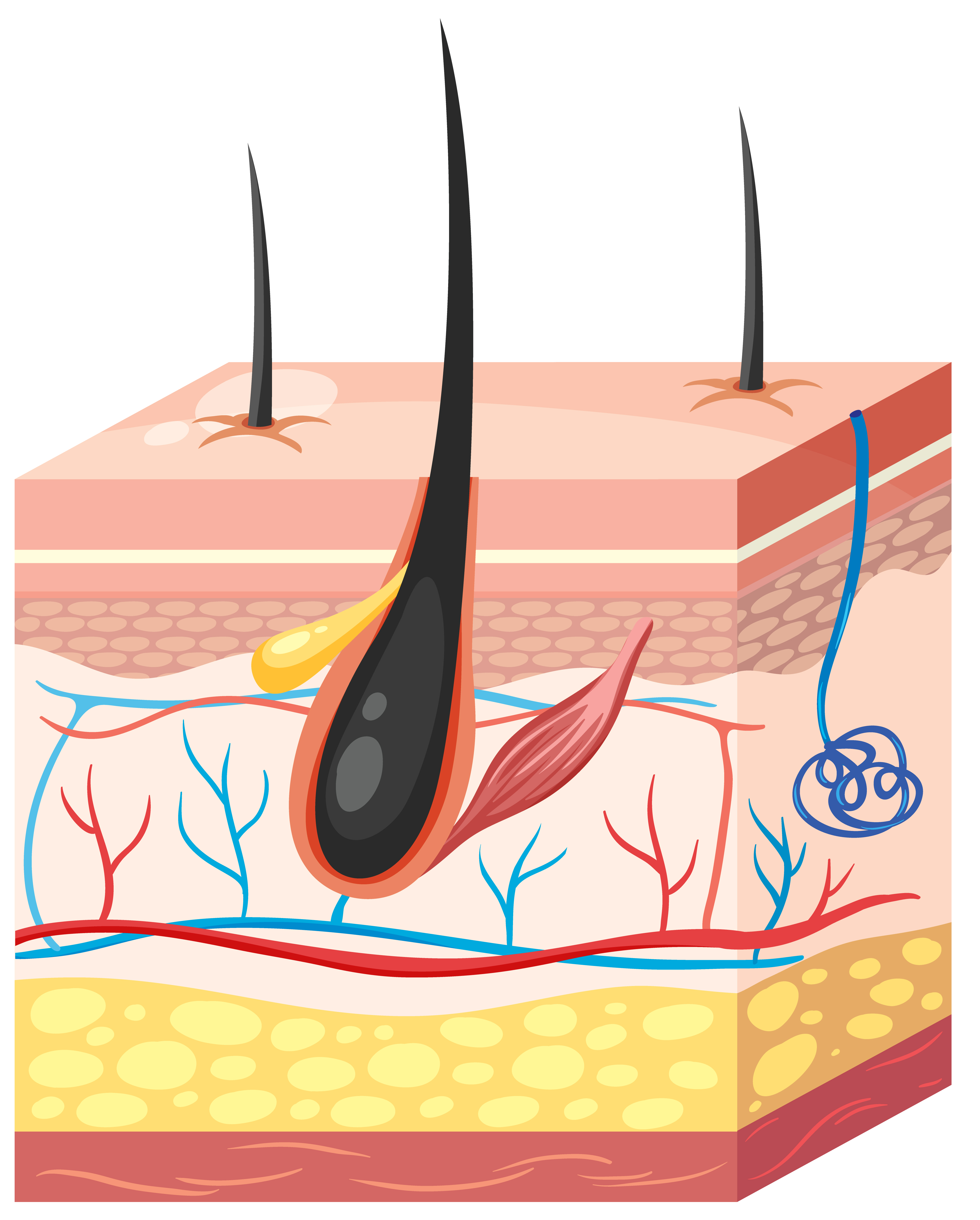 Hair Skin Illustration